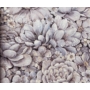 Kép 1/2 - Lila, kék, szürke, sárga, fehér, barna, virágos tapéta