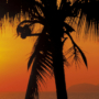 Kép 3/4 - Palmy Beach Sunrise fotótapéta