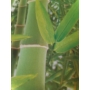 Kép 2/2 - Zöld, 3d hatású, bambusznád mintás tapéta